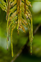 Selaginella myosurus