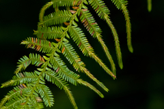 Selaginella myosurus