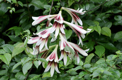 Cardiocrinum giganteum