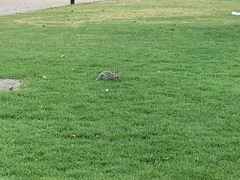 Oryctolagus cuniculus