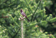 Carpodacus verreauxii