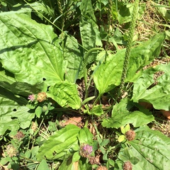 Plantago rugelii
