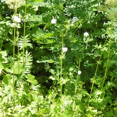 Valeriana officinalis