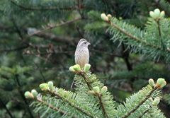 Carpodacus verreauxii