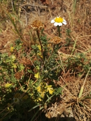 Anthemis maritima