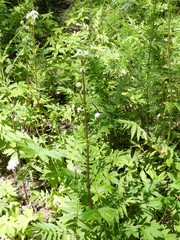 Valeriana officinalis