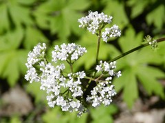 Valeriana officinalis