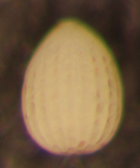 Favulina melo