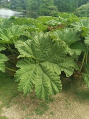 Gunnera tinctoria