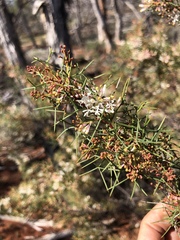 Grevillea levis