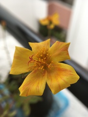 Portulaca umbraticola