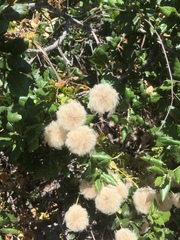 Clematis