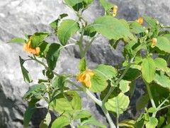 Impatiens capensis