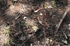 Bletia nitida