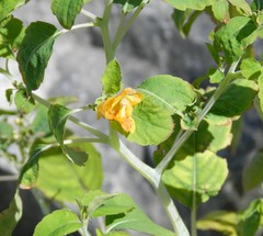 Impatiens capensis