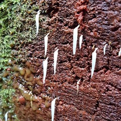 Mucronella pendula