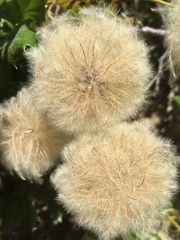 Clematis