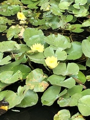 Nymphaea mexicana