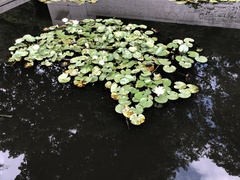 Nymphaea mexicana