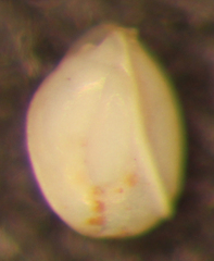 Quinqueloculina
