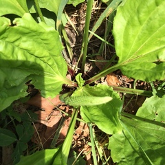 Plantago rugelii