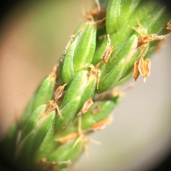 Plantago rugelii