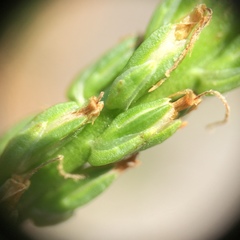 Plantago rugelii