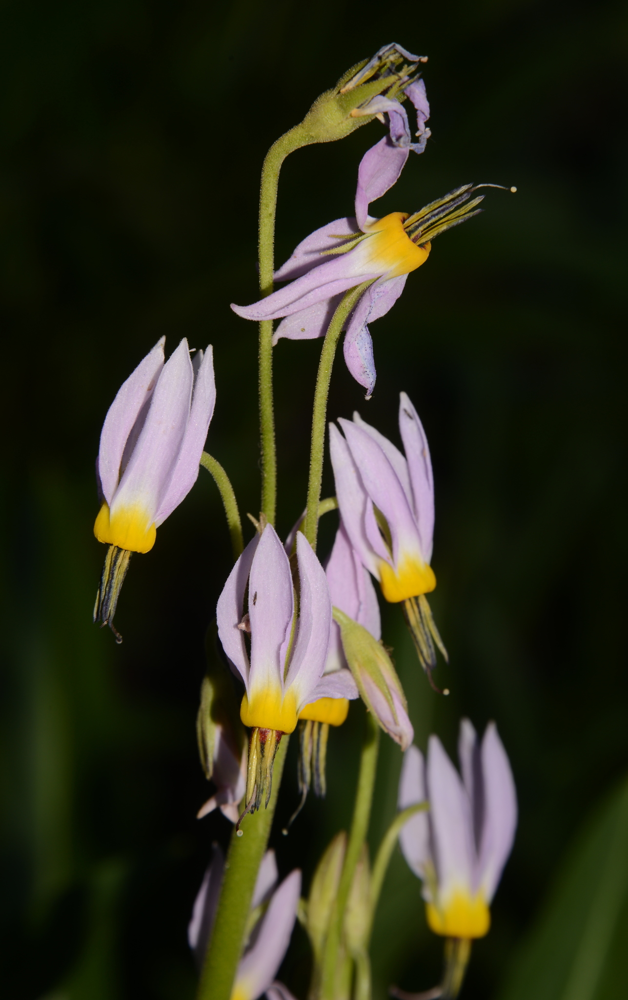Primula fragrans