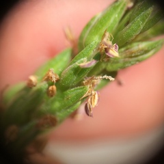 Plantago rugelii