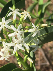 Vallesia laciniata