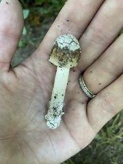 Amanita variicolor