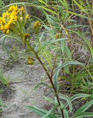 Solidagininae
