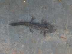 Salamandridae