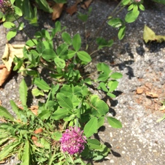 Trifolium pratense