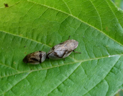 Lepyronia coleoptrata