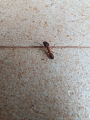 Camponotus