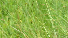 Carex oligosperma