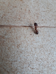 Camponotus