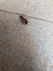 Camponotus
