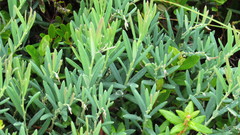 Andromeda polifolia glaucophylla