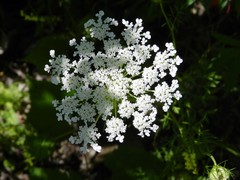 Daucus carota