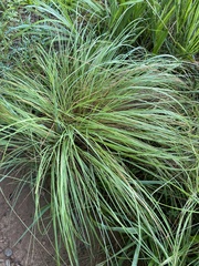 Carex planostachys