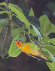Fire-Capped Tit photo 2