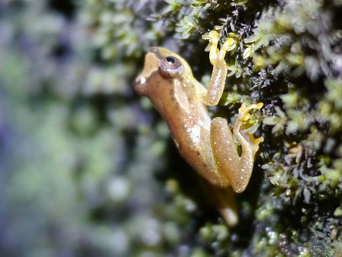 Yaounde Reed Frog, Hyperolius endjami