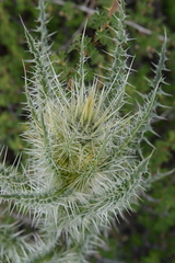 Cirsium eatonii clokeyi