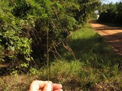 Tridens flavus flavus