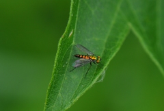 Condylostylus caudatus