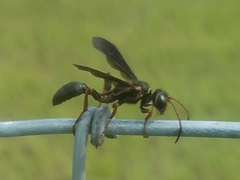 Isodontia exornata