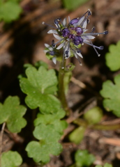 Veronica ranunculina