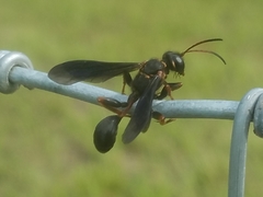 Isodontia exornata